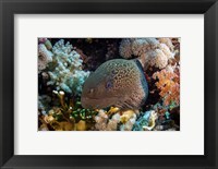 Framed Moray Eel Framed With Beautiful Soft Corals, Red Sea