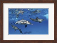 Framed Pod Of Spinner Dolphins Plays Near the Surface Of Red Sea