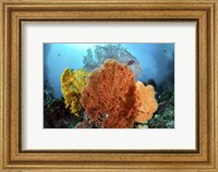Framed Different Colored Sea Fans Grow Together