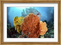 Framed Different Colored Sea Fans Grow Together