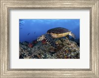 Framed Hawksbill Turtle Glides Over a Reef in Search Of a Meal