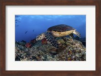 Framed Hawksbill Turtle Glides Over a Reef in Search Of a Meal