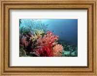 Framed Soft Corals Adorn the Reef and Fish Are Plentiful