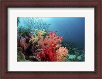 Framed Soft Corals Adorn the Reef and Fish Are Plentiful
