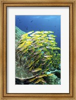 Framed School Of Fish Bonds Tightly Together For Protection