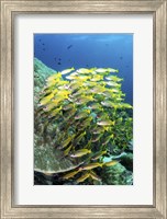 Framed School Of Fish Bonds Tightly Together For Protection