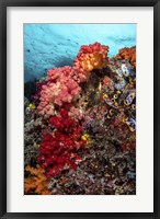 Framed Colorful Soft Corals Live Along the Ridge Of This Coral Bommie