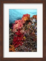 Framed Colorful Soft Corals Live Along the Ridge Of This Coral Bommie