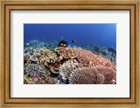 Framed Beautiful Hard Coral Reef Supports a Healthy Ecosystem