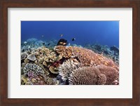 Framed Beautiful Hard Coral Reef Supports a Healthy Ecosystem
