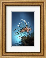 Framed Lionfish Hovers Over a Coral Reef As the Sun Sets