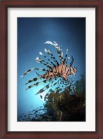 Framed Lionfish Hovers Over a Coral Reef As the Sun Sets