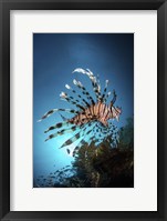 Framed Lionfish Hovers Over a Coral Reef As the Sun Sets