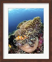 Framed Clownfish Seeking Shelter in An Anemone