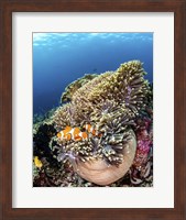 Framed Clownfish Seeking Shelter in An Anemone