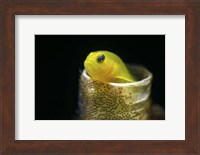 Framed Lemon Goby With Its Eggs On the Side Of a Tube Worm Hole