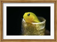 Framed Lemon Goby With Its Eggs On the Side Of a Tube Worm Hole