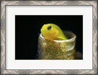 Framed Lemon Goby With Its Eggs On the Side Of a Tube Worm Hole