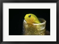 Framed Lemon Goby With Its Eggs On the Side Of a Tube Worm Hole