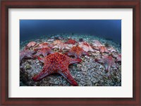 Framed Panamic Cushion Stars Gather On the Sea Floor