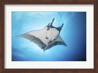 Framed Giant Manta Ray Soars By Under the Sun