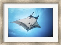 Framed Giant Manta Ray Soars By Under the Sun
