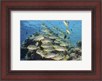 Framed School Of Sweetlip Fish Stacked Up Against a Coral Head
