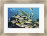 Framed School Of Sweetlip Fish Stacked Up Against a Coral Head