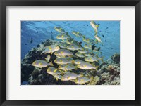 Framed School Of Sweetlip Fish Stacked Up Against a Coral Head