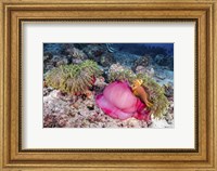 Framed Two Anemone Fish Make Their Home in a Pink Anemone