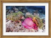 Framed Two Anemone Fish Make Their Home in a Pink Anemone