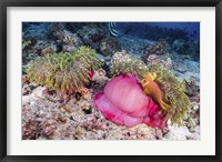 Framed Two Anemone Fish Make Their Home in a Pink Anemone