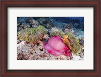 Framed Two Anemone Fish Make Their Home in a Pink Anemone