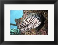 Framed Honeycomb Eel Emerges From Its Den