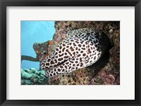 Framed Honeycomb Eel Emerges From Its Den