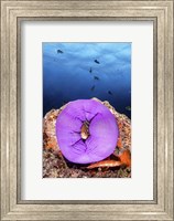 Framed Clownfish Peeks Out From a Purple Anemone