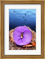 Framed Clownfish Peeks Out From a Purple Anemone