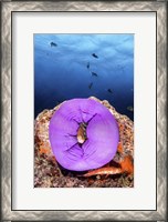 Framed Clownfish Peeks Out From a Purple Anemone