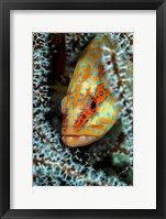 Framed Coral Grouper Peaking Through a Gorgonian