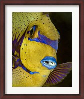 Framed Head Shot Of a Surgeonfish