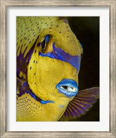 Framed Head Shot Of a Surgeonfish