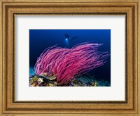 Framed Reef Scene With Diver in Kimbe Bay, Papua New Guinea