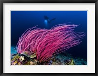 Framed Reef Scene With Diver in Kimbe Bay, Papua New Guinea