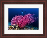 Framed Reef Scene With Diver in Kimbe Bay, Papua New Guinea