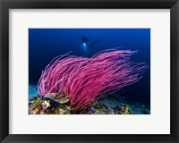 Framed Reef Scene With Diver in Kimbe Bay, Papua New Guinea