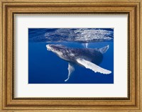 Framed Humpback Whale Calf Playing At the Surface
