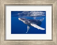 Framed Humpback Whale Calf Playing At the Surface