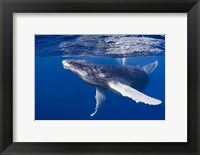 Framed Humpback Whale Calf Playing At the Surface