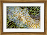 Framed Texture Of An Anemone