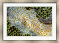 Framed Texture Of An Anemone